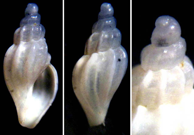 Mangelia 5 - Jerbaensis ?